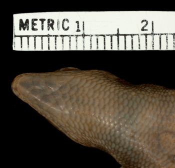 Media type: image;   Herpetology R-126394 Aspect: head ventral